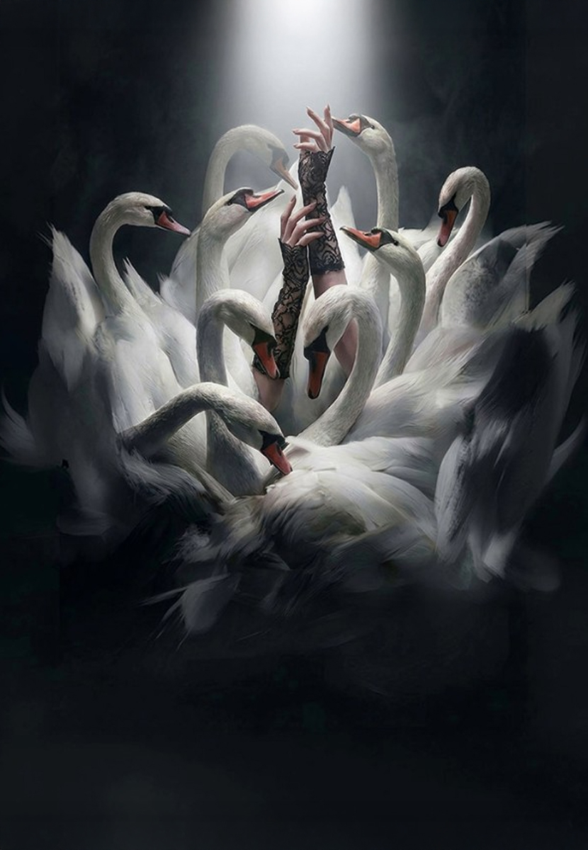 Swans