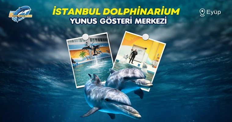 İstanbul Dolphinarium 10 Dakikalık Yunuslarla Yüzme - Tanışma